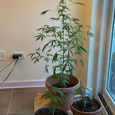Big Bertha growlog timeline photo