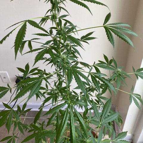 Big Bertha growlog timeline photo