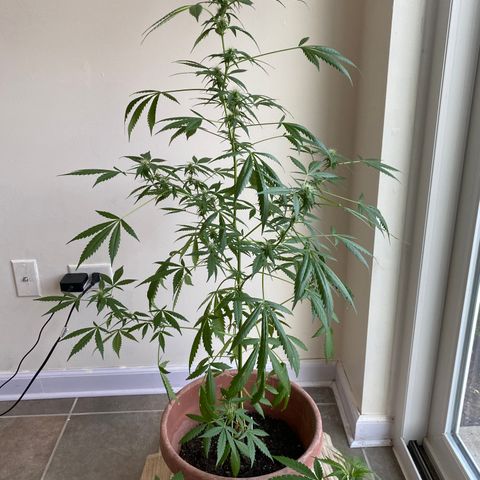 Big Bertha growlog timeline photo