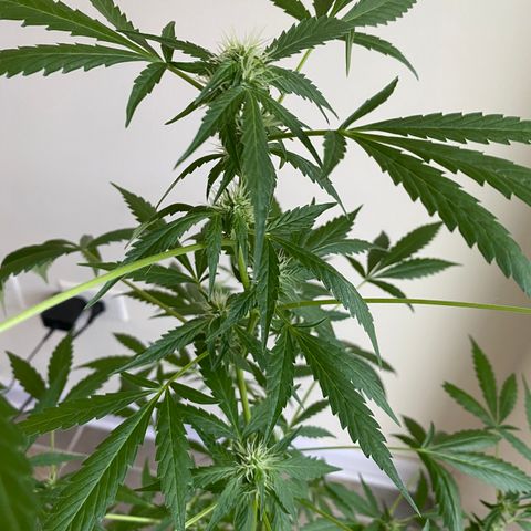 Big Bertha growlog timeline photo