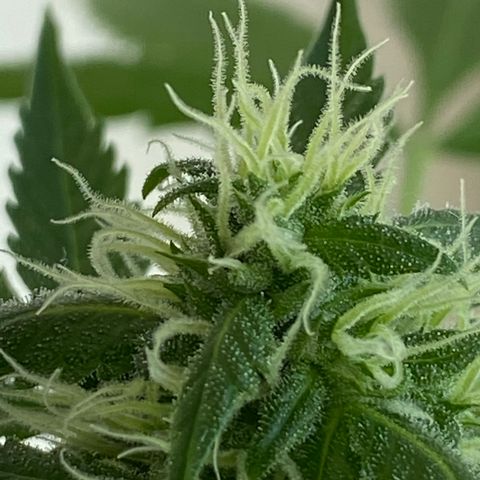 Big Bertha growlog photo: Trichomes