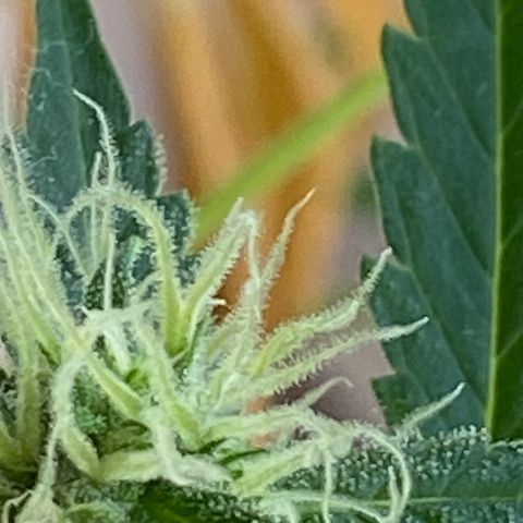 Big Bertha growlog photo: Trichomes