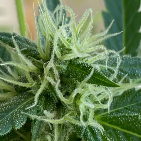 Big Bertha growlog photo: Trichomes