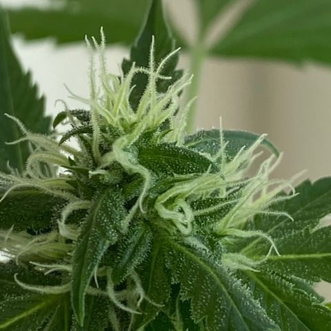 Big Bertha growlog photo: Trichomes