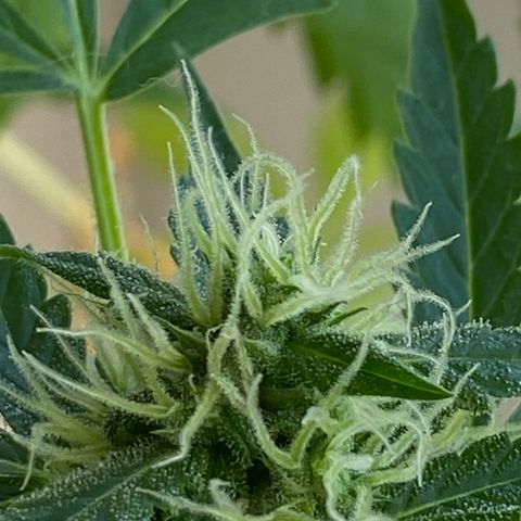 Big Bertha growlog photo: Trichomes
