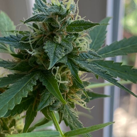 Big Bertha growlog photo: Checking trichomes and pistils for harvest readiness 