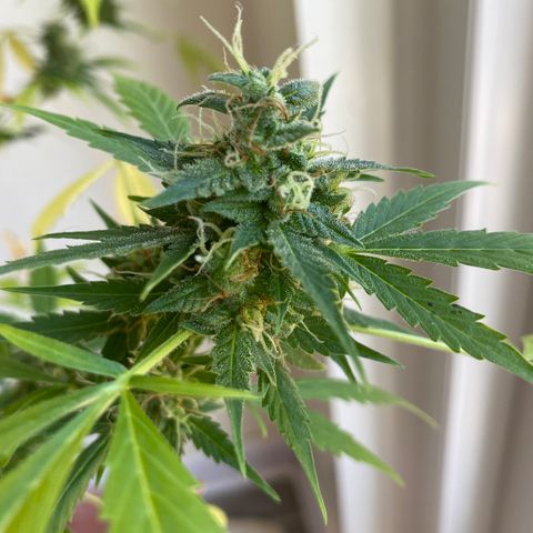 Big Bertha growlog photo: Checking trichomes and pistils for harvest readiness 