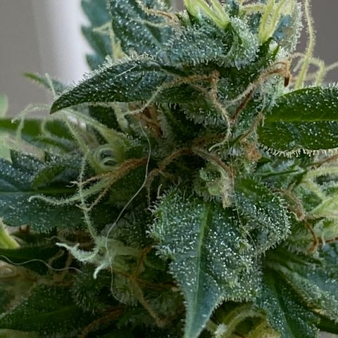Big Bertha growlog photo: Checking trichomes and pistils for harvest readiness 