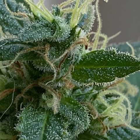 Big Bertha growlog photo: Checking trichomes and pistils for harvest readiness 