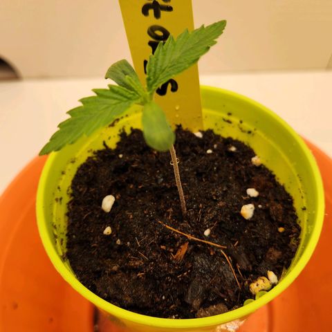Sāmo 78 growlog photo: Arrosage