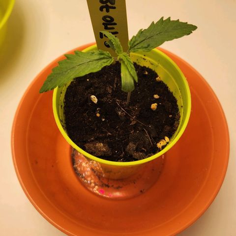 Sāmo 78 growlog timeline photo