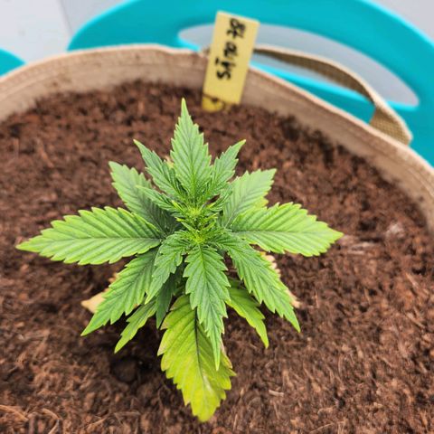 Sāmo 78 growlog timeline photo