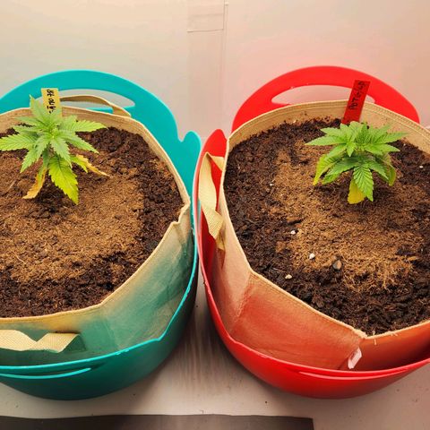 Sāmo 78 growlog timeline photo
