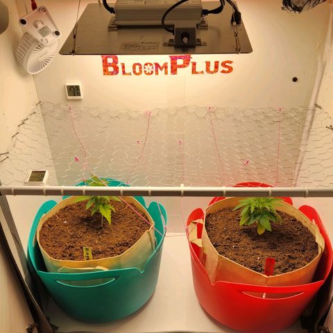 Sāmo 78 growlog timeline photo