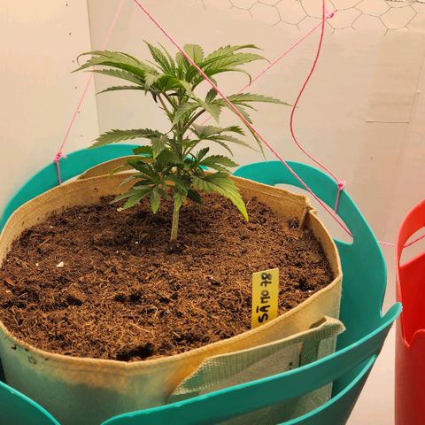 Sāmo 78 growlog timeline photo