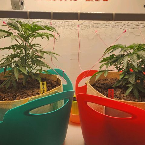 Sāmo 78 growlog timeline photo