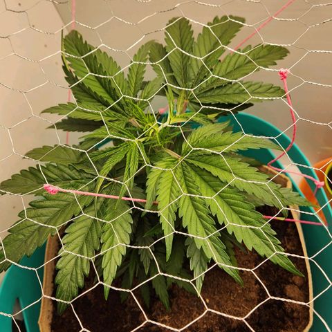 Sāmo 78 growlog timeline photo
