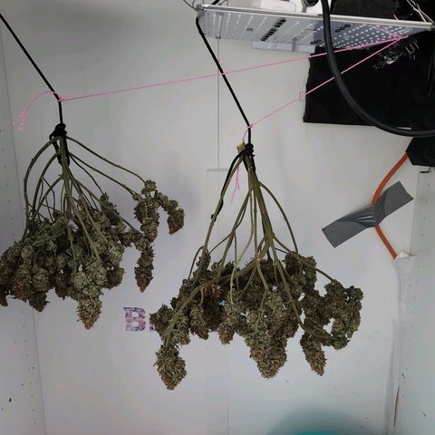 Sāmo 78 growlog timeline photo