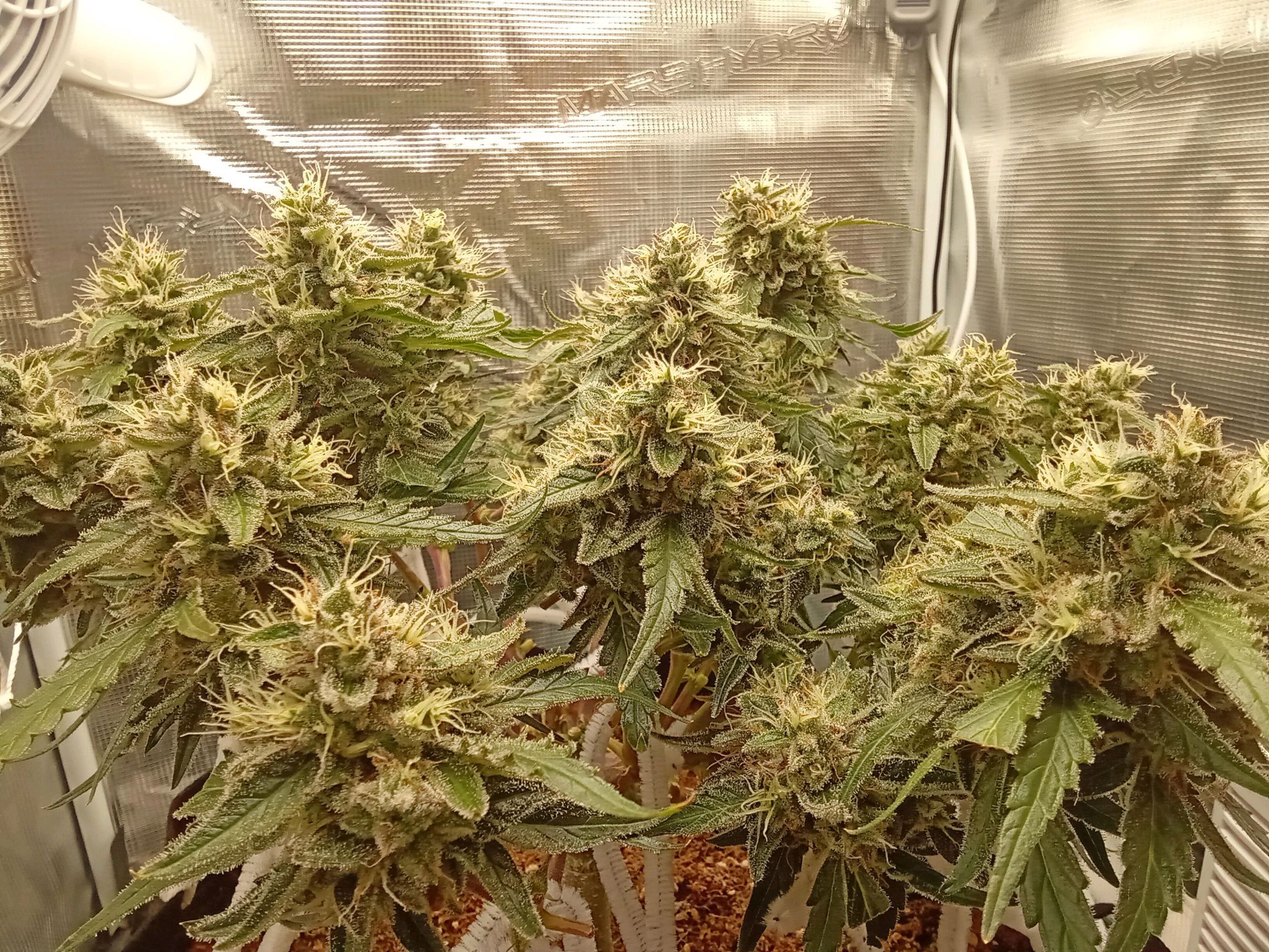White Widow - Fem Auto ILGM growlog header