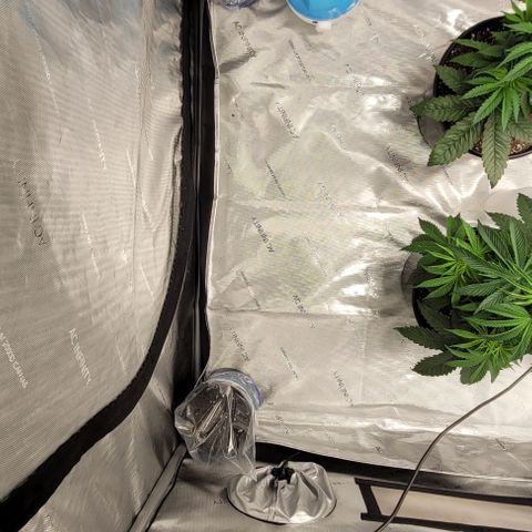 Mimosa x Orange Punch growlog photo: Germination 
