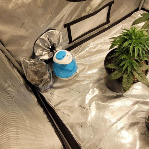 Mimosa x Orange Punch growlog timeline photo