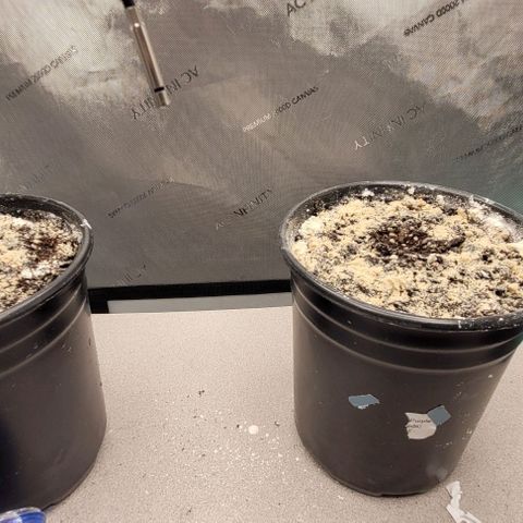 Mimosa x Orange Punch growlog timeline photo