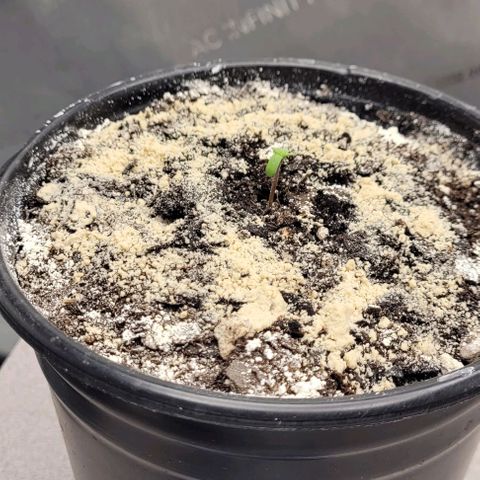 Mimosa x Orange Punch growlog timeline photo