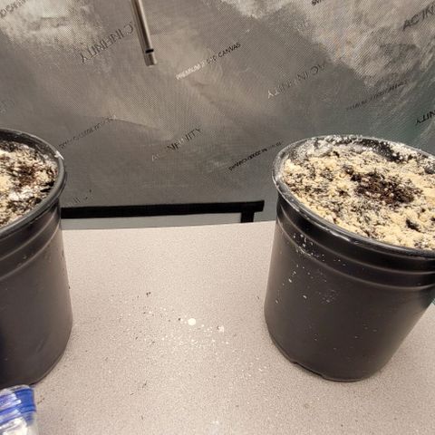 Mimosa x Orange Punch growlog timeline photo