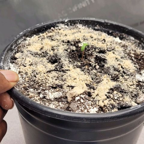 Mimosa x Orange Punch growlog timeline photo