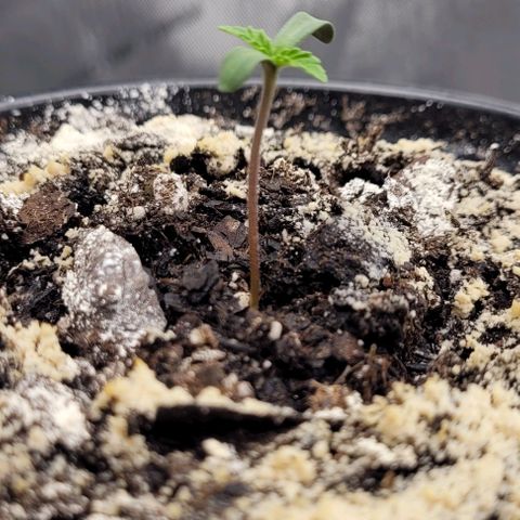 Mimosa x Orange Punch growlog timeline photo
