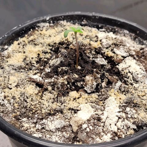 Mimosa x Orange Punch growlog timeline photo