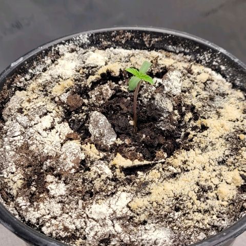 Mimosa x Orange Punch growlog timeline photo