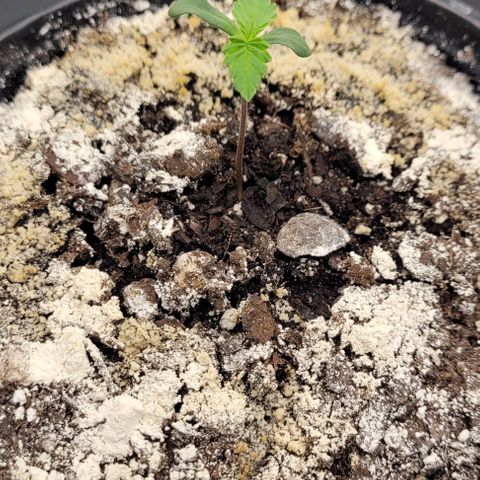 Mimosa x Orange Punch growlog timeline photo