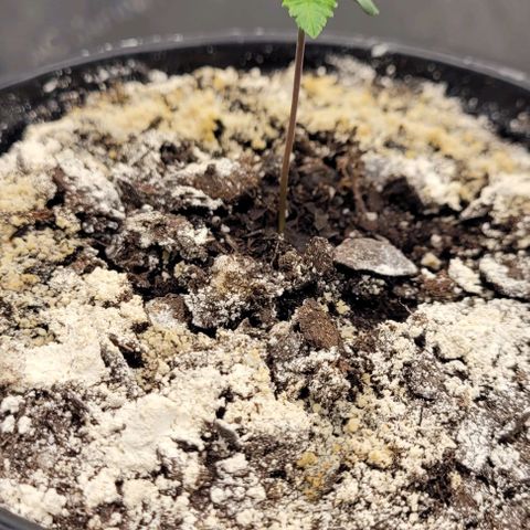 Mimosa x Orange Punch growlog timeline photo