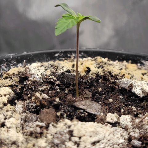 Mimosa x Orange Punch growlog timeline photo