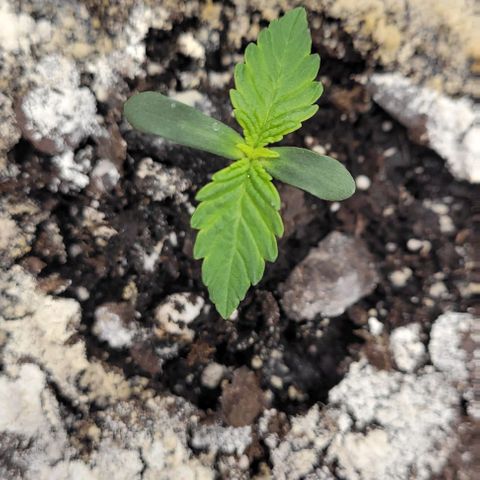 Mimosa x Orange Punch growlog timeline photo