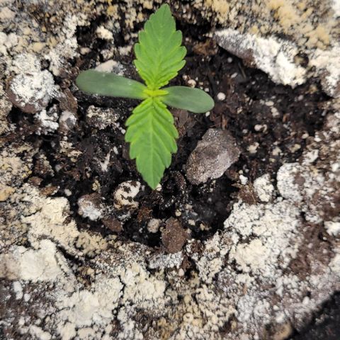 Mimosa x Orange Punch growlog timeline photo