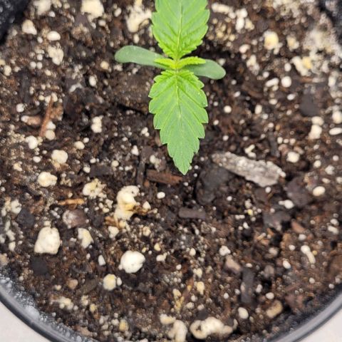 Mimosa x Orange Punch growlog timeline photo