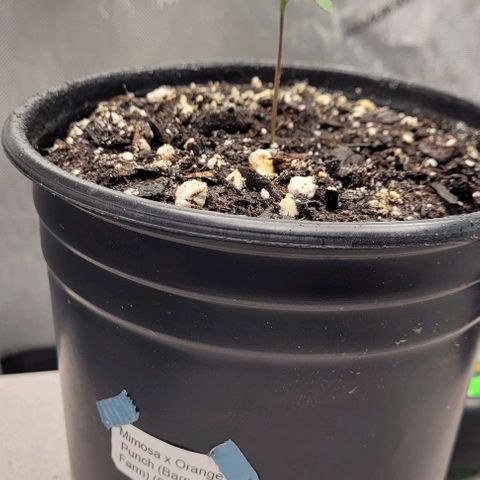 Mimosa x Orange Punch growlog timeline photo