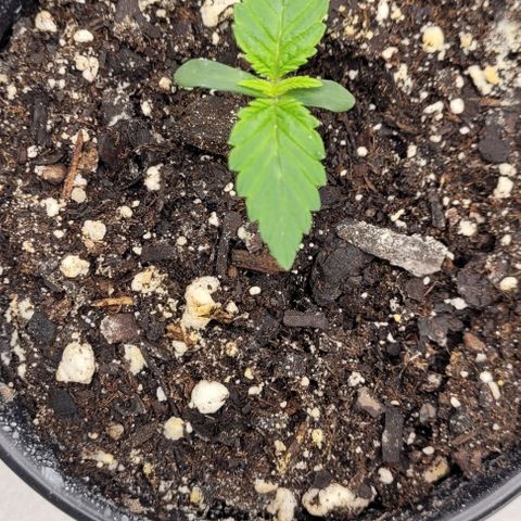 Mimosa x Orange Punch growlog timeline photo