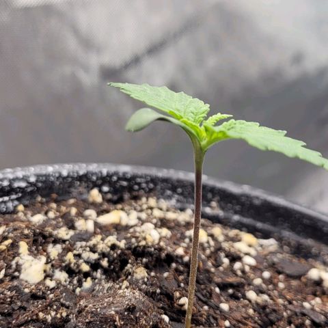 Mimosa x Orange Punch growlog timeline photo