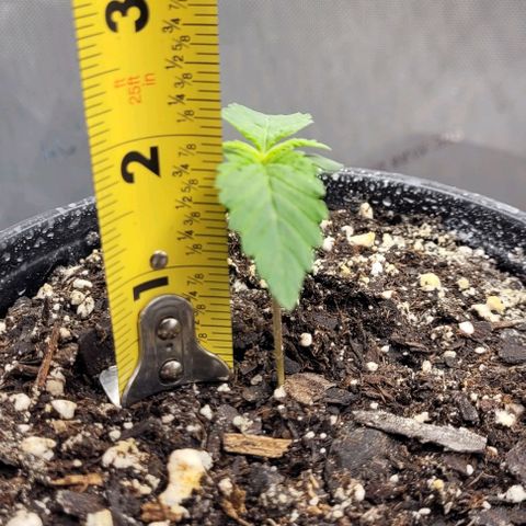 Mimosa x Orange Punch growlog timeline photo