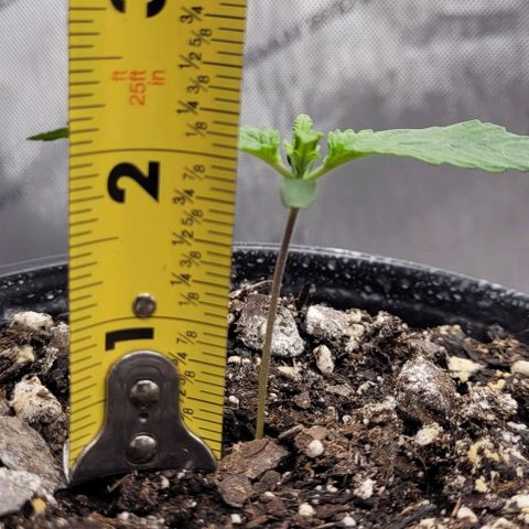 Mimosa x Orange Punch growlog timeline photo