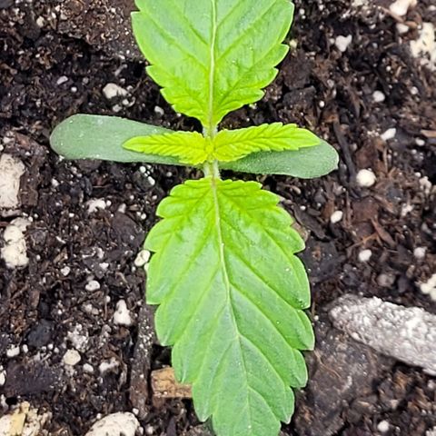 Mimosa x Orange Punch growlog timeline photo