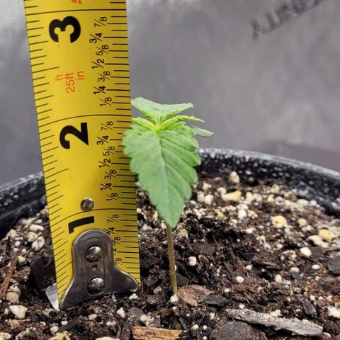 Mimosa x Orange Punch growlog timeline photo
