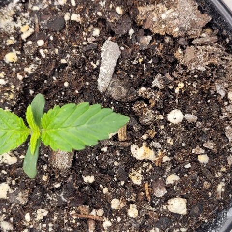 Mimosa x Orange Punch growlog timeline photo
