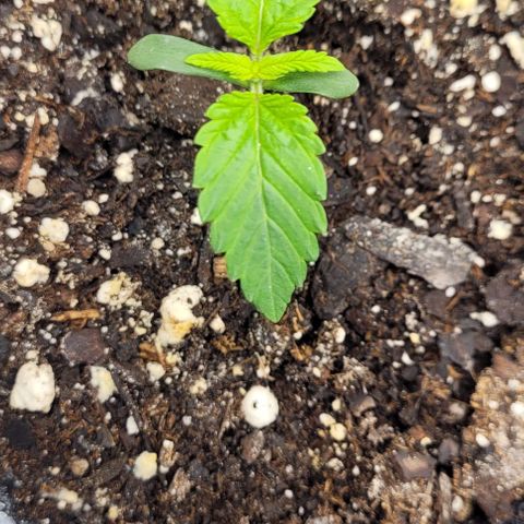 Mimosa x Orange Punch growlog timeline photo
