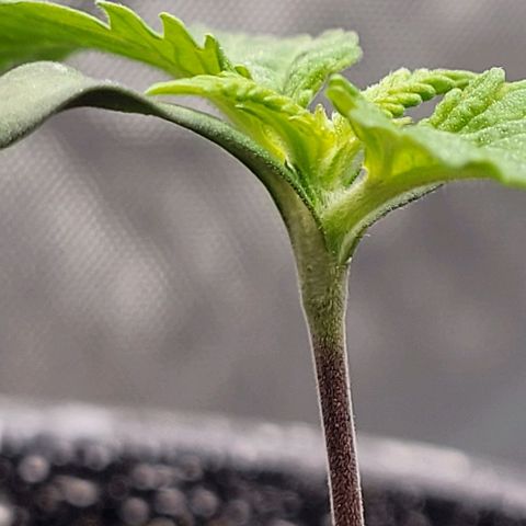 Mimosa x Orange Punch growlog timeline photo