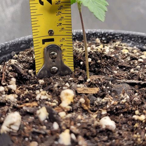 Mimosa x Orange Punch growlog timeline photo