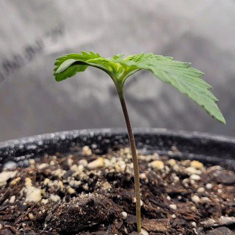 Mimosa x Orange Punch growlog timeline photo
